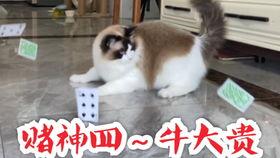 娱乐吃猫瓜,揭秘“吃猫瓜”背后的故事与真相